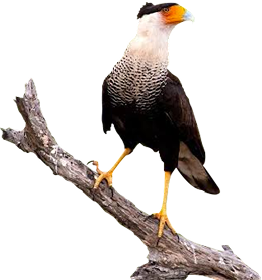 Carcará